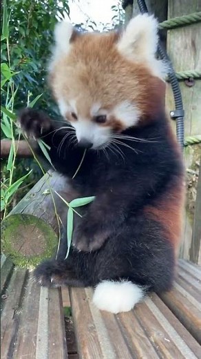 The cutest red panda cub in the world! 😍🌎 #wildlife #shorts #paradisewildlifepark #cuteanimals