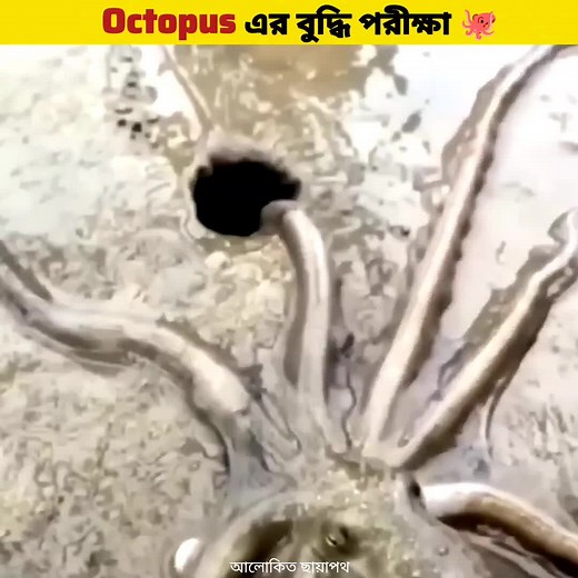 Octopus Intelligence Test - Fascinating Facts Revealed!