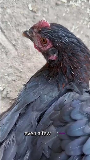 Ever wonder why a chicken freezes in place the moment you draw a line in front of it?