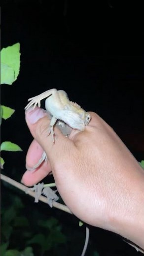 Caught a Sleeping Lizard and Got Bitten! 🦎😱 | Amazing Night Wildlife Adventure