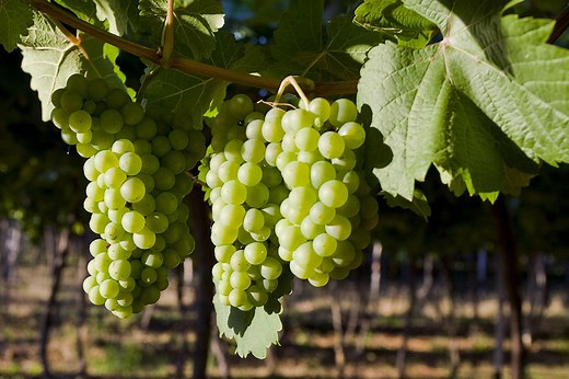What Is Chenin Blanc Wine?