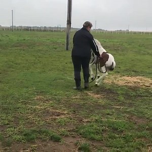 12K views · 841 reactions | Animal Alchemy on Reels | Facebook