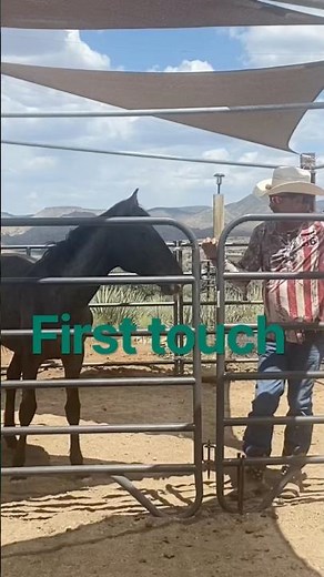 Blue's first touch. Blue Roan Yearling (June 3. 2023) #horse #cowboys #rodeo