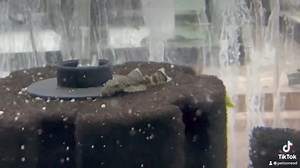 Bristlenose Pleco: The Gentle Giants of Algae Control — With their distinctive bristly snouts and robust bodies, these hardworking fish are essential for maintaining clean and healthy aquariums. | Pet Zone Tropical Fish, San Diego, California