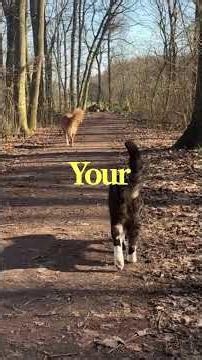 Dogs think they're cat parents cats think dogs are pests #behavior #shorts