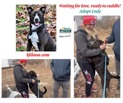 Meet Cody, a sweet 3.5-year-old Border Collie/Blue Heeler mix longing for a loving forever home. Cody thrives in a calm, patient environment with adults or families with older children. He’s housebroken, crate-trained, and has excellent leash manners. Cody loves playing fetch in the yard, enjoys car rides, and is a quiet, well-behaved house guest. Thanks to kind-hearted volunteers at Best Friend Dog and Animal Adoption Inc., Cody has experienced the joy of belly rubs, romping in the yard, and si