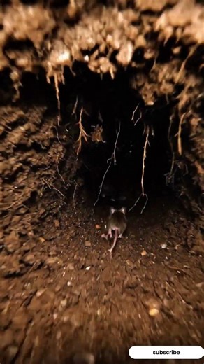 Tiny Mouse POV Adventure Underground 🐭🎥 (Ultra Realistic 4K)