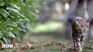 Your kitten's behaviour