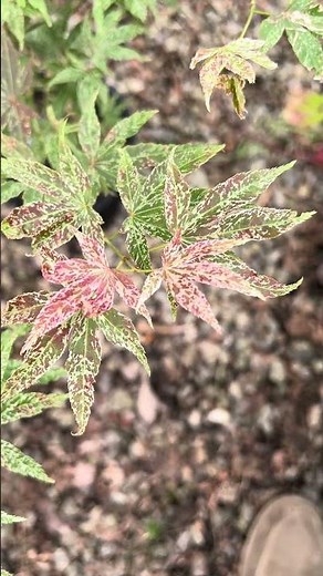 Acer palmatum 'Red Jaguar' Japanese Maple