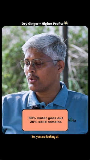 Theagritalkshow on Instagram: "Fresh से Dry Ginger तक: Profit कई गुना कैसे बढ़ता है? dry ginger profit, dry ginger business india, ginger drying profit margin, fresh vs dry ginger price, ginger value addition farming, ginger processing income, profitable spice farming india, dry ginger market price, post harvest processing ginger #DryGinger #GingerFarming #GingerBusiness #HighProfitFarming #SpiceFarming #DryGingerProfit #ValueAddition #AgriBusinessIndia #IndianAgriculture #FarmerIncome #GingerDr