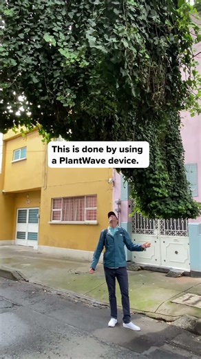 In Mexico City, a massive vine hangs over a quiet street