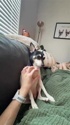 Living with a Toy Fox Terrier be like - hey - pet me! 💓 | American Toy Fox Terrier Club