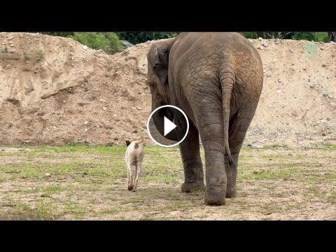 Unlikely Friends: Watch an Elephant and a Dog Share a Beautiful Bond - ElephantNews #Video