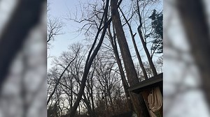 Strong winds cause large tree to nearly fall on Takoma Park home