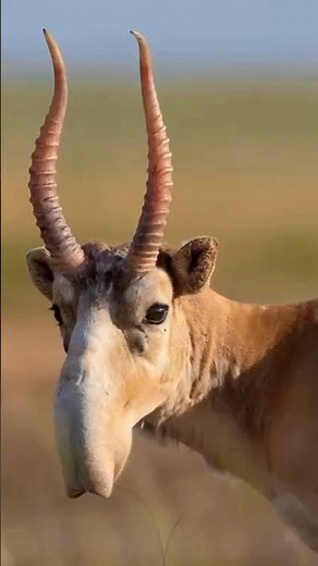 Saiga Antelope: The Animal With the Alien Nose 👽#shorts #wildlife #rare