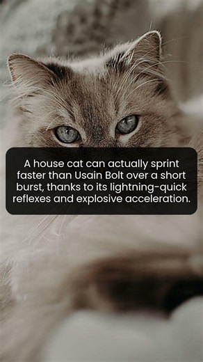 A cat can explode off the line faster than the fastest human sprinter