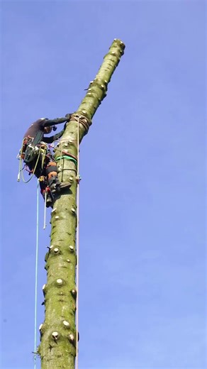 High-altitude logging #tree #satisfying #asmr #giant #oddlysatisfying | Tree
