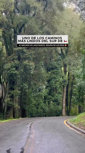 Explorando el Bosque Quillín en Lago Ranco
