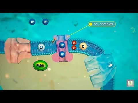 Cellular Respiration (Electron Transport Chain) - animated