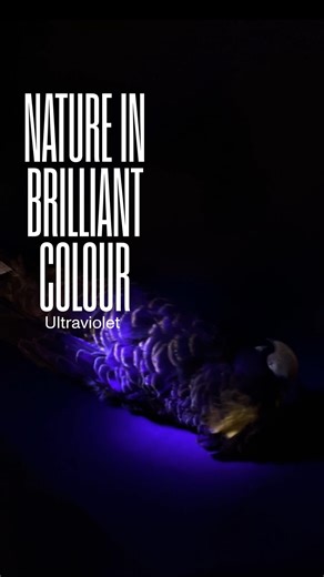 3.9K views · 15 reactions | Oliver Haddrath (Collections Technician)...