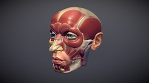 Head ecorche - 3D model by Ilkes
