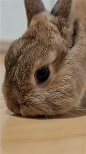 Funniest Real Rabbit Moments 🐰😂 Cute & Crazy Reactions!#funnypets #funnyanimals#petcomedy #petshorts