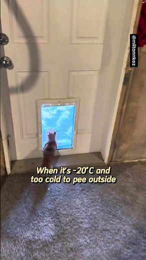 When it’s too cold to pee outside 🥶