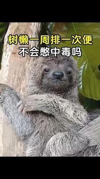 Sloths only defecate once a week. Won't they get poisoned if they hold it in for too long? #sloth...