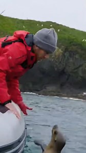 Sea Lion Pup Narrowly Escapes Orca Attack with Human Help! #rescue #animals #wildlife | Orca Chronicles