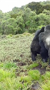6.5M views · 95K reactions | Gorilla movements are often accompanied...