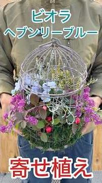 I make pot gardening using Viola Vivi Heavenly Blue. #plants #gardening #flowers #potplants #viola