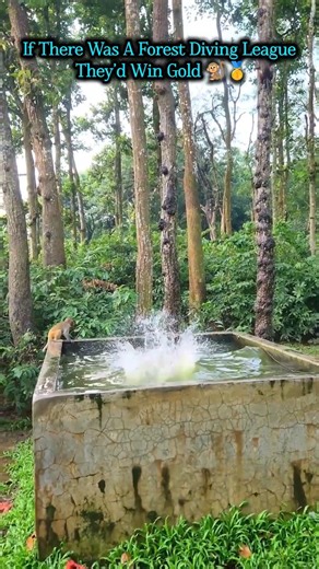Jungle Vibes! 🐒💦 Monkeys Playing & Diving In Natural Pool! | #monkey #animalbehavior #viralanimals