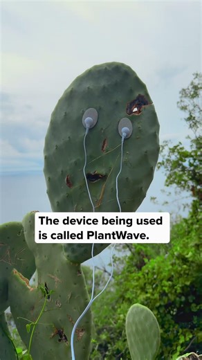 This cactus isn't staring at you