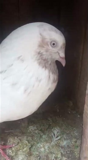 kabootarbaazi #shorts #shortsfeed #kabootar #kabootarbazi #viral #viralshorts