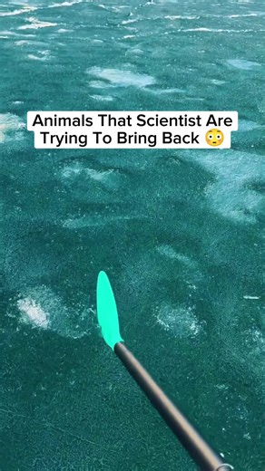 Animals That Scientist Are Trying To Bring Back 😳 #fyp #scary #animals #interesting