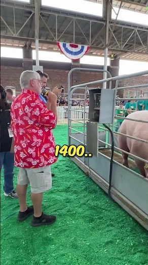 Biggest Pig in The World