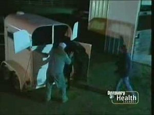 Rescue 911: Horse vs. Trailer MVA