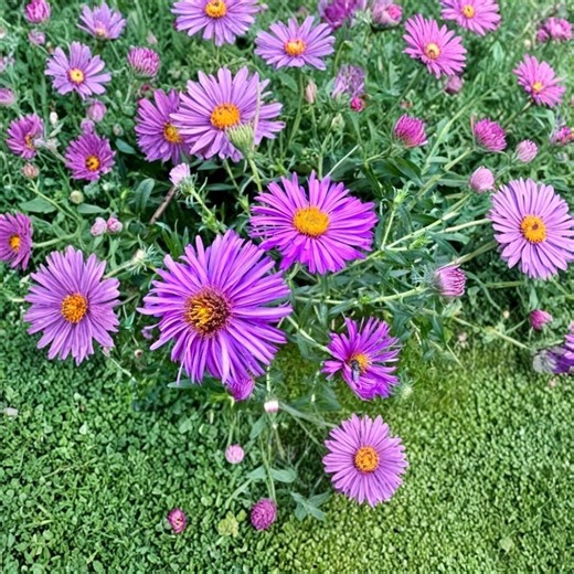 150 New England Aster Seeds – Symphyotrichum Novae-angliae - Etsy