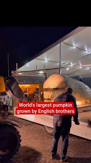 17K views · 83 reactions | The heaviest and largest pumpkin in the world was grown by twin brothers, who broke two world records last weekend | The Independent | Facebook