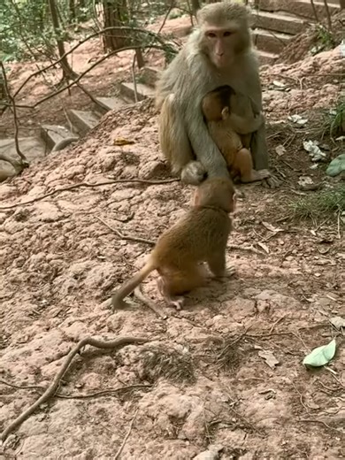 Tempting the gluttonous baby monkey to run back with just one finger