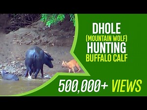 Indian Wild Dog Dhole Vs Indian Wild Water Buffalo - Dhole Hunting Buffalo Calf