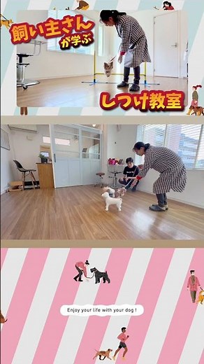 【飼い主さんが学ぶしつけ教室】愛犬の成長が目覚ましい！中級トレーニング完成回