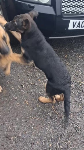 busy morning collecting all food waist for 🐖 🐷