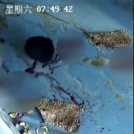 A chimpanzee giving birth in East China's Wuxi Zoo and then hugging her newborn. It’s the first time a chimpanzee has been successfully bred at the zoo in China. | CGTN