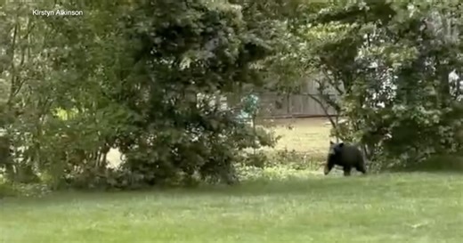 “I couldn’t believe it”: Bear seen in Virginia Beach neighborhood