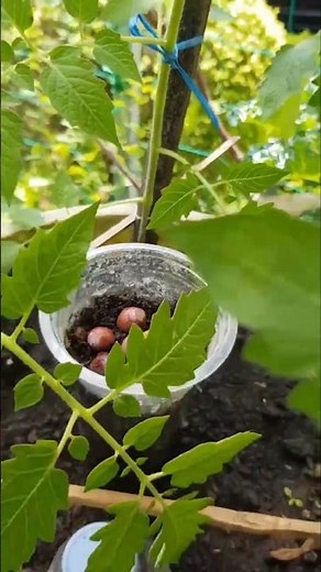 Healthy Tomato Secret: Companion Planting! 🍅✨