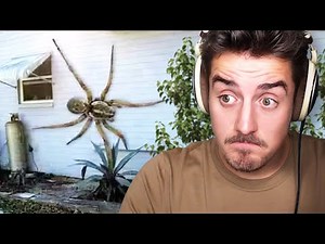 The REAL or FAKE Challenge