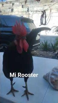 Mi Rooster Happy