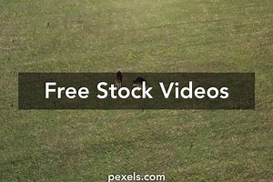 Deer Hunting Videos, Download The BEST Free 4k Stock Video Footage & Deer Hunting HD Video Clips