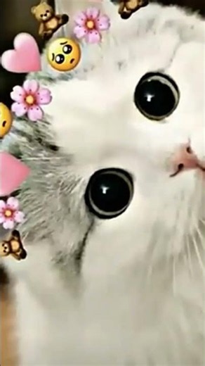 coba kalian lik keluar kaki anjing atau kucing kalo ada subscribe ya guys